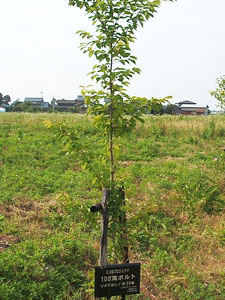 エコ桜プロジェクト