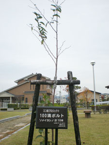 エコ桜プロジェクト