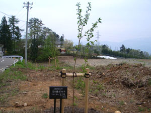 エコ桜プロジェクト