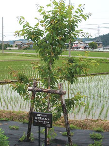 エコ桜プロジェクト