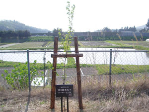 エコ桜プロジェクト