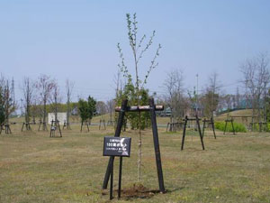 エコ桜プロジェクト