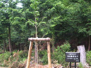 エコ桜プロジェクト