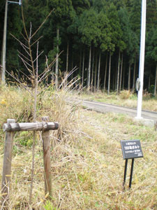 エコ桜プロジェクト