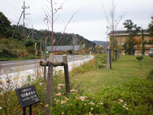 エコ桜プロジェクト