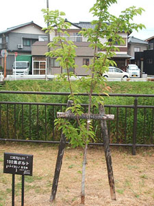 エコ桜プロジェクト