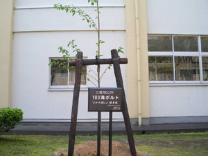 エコ桜プロジェクト