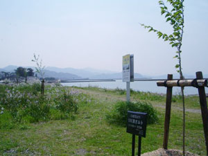 エコ桜プロジェクト