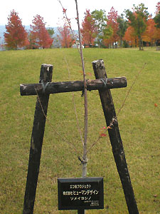 エコ桜プロジェクト