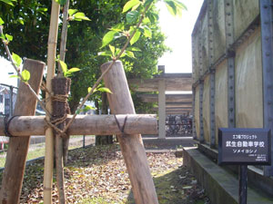 エコ桜プロジェクト