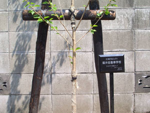 エコ桜プロジェクト