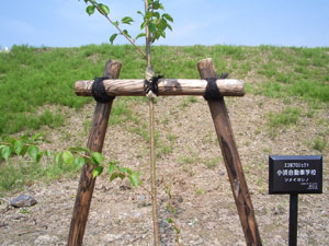 エコ桜プロジェクト