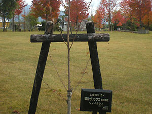 エコ桜プロジェクト