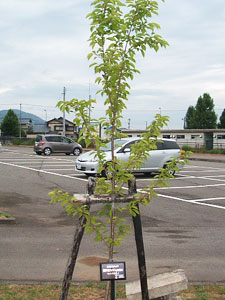 エコ桜プロジェクト