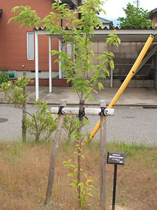 エコ桜プロジェクト