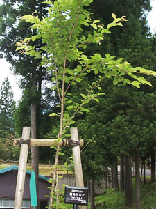 エコ桜プロジェクト