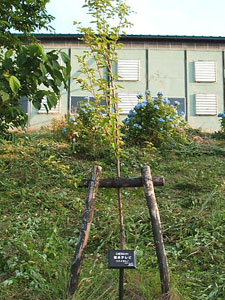 エコ桜プロジェクト