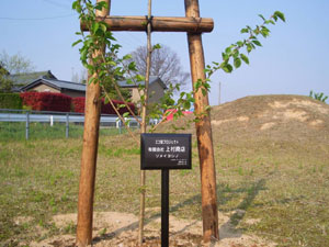 エコ桜プロジェクト