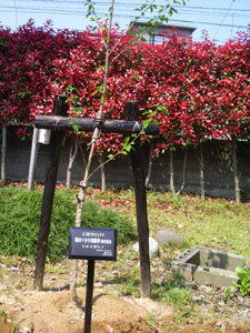 エコ桜プロジェクト