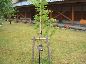 エコ桜プロジェクト