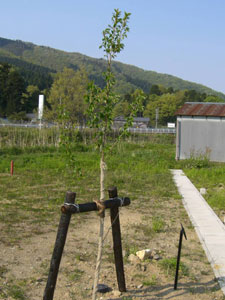 エコ桜プロジェクト