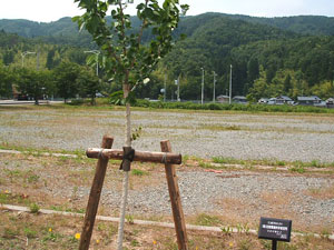 エコ桜プロジェクト