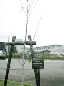 エコ桜プロジェクト