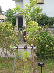 エコ桜プロジェクト