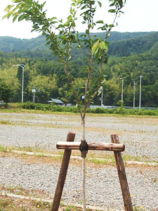 エコ桜プロジェクト