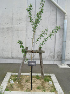 エコ桜プロジェクト