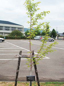 エコ桜プロジェクト