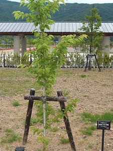 エコ桜プロジェクト