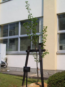 エコ桜プロジェクト