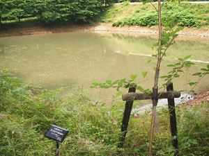 エコ桜プロジェクト