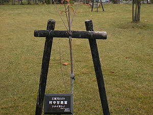 エコ桜プロジェクト