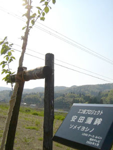 エコ桜プロジェクト