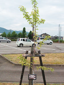 エコ桜プロジェクト