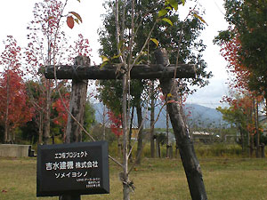 エコ桜プロジェクト