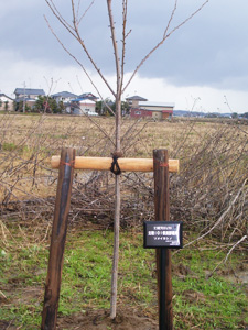 エコ桜プロジェクト