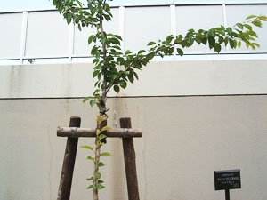 エコ桜プロジェクト