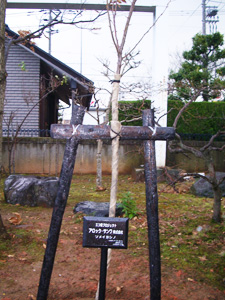 エコ桜プロジェクト