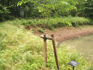 エコ桜プロジェクト