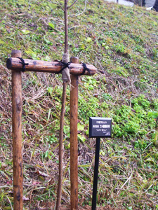 エコ桜プロジェクト