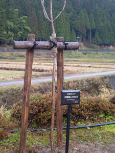 エコ桜プロジェクト