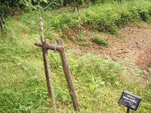 エコ桜プロジェクト