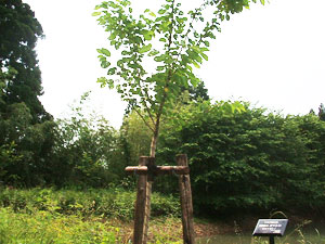 エコ桜プロジェクト