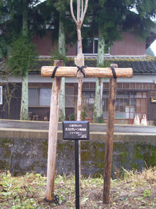 エコ桜プロジェクト