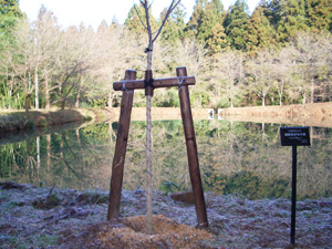 エコ桜プロジェクト