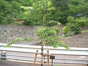 エコ桜プロジェクト