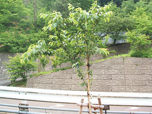 エコ桜プロジェクト